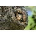 thumbnail image 2 of Welling, Dave 18x13 Gold Ornate Wood Framed with Double Matting Museum Art Print Titled - TX, Hill Country Eastern fox squirrel in tree, 2 of 4