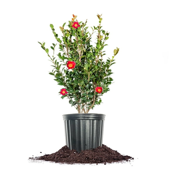Perfect Plants Yuletide Camellia 3 Gallon