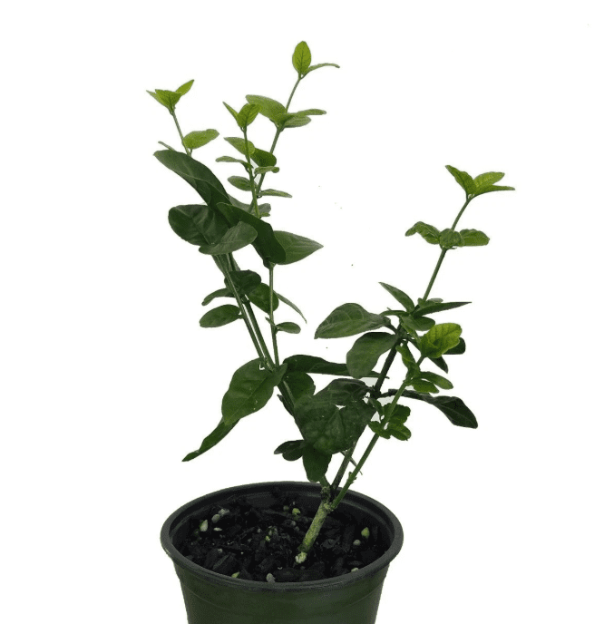 Orleans Sambac Jasmine Live Plant for Planting, Maid of Orlean Jasmine Live Plants, Jasmine Well Rooted, White Jasmine Flower Plants Tree, 4 to 6 Inch Tall, Ship No Pot