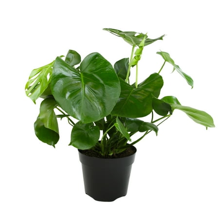 Monstera Tauerii in 10" Grower Pot, Air Purifying Live Plant