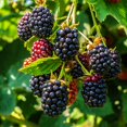 thumbnail image 3 of Brighter Blooms - Thornless Blackberry Bush, 2 gal - No Shipping to AK, AZ, HI, OR, 3 of 5