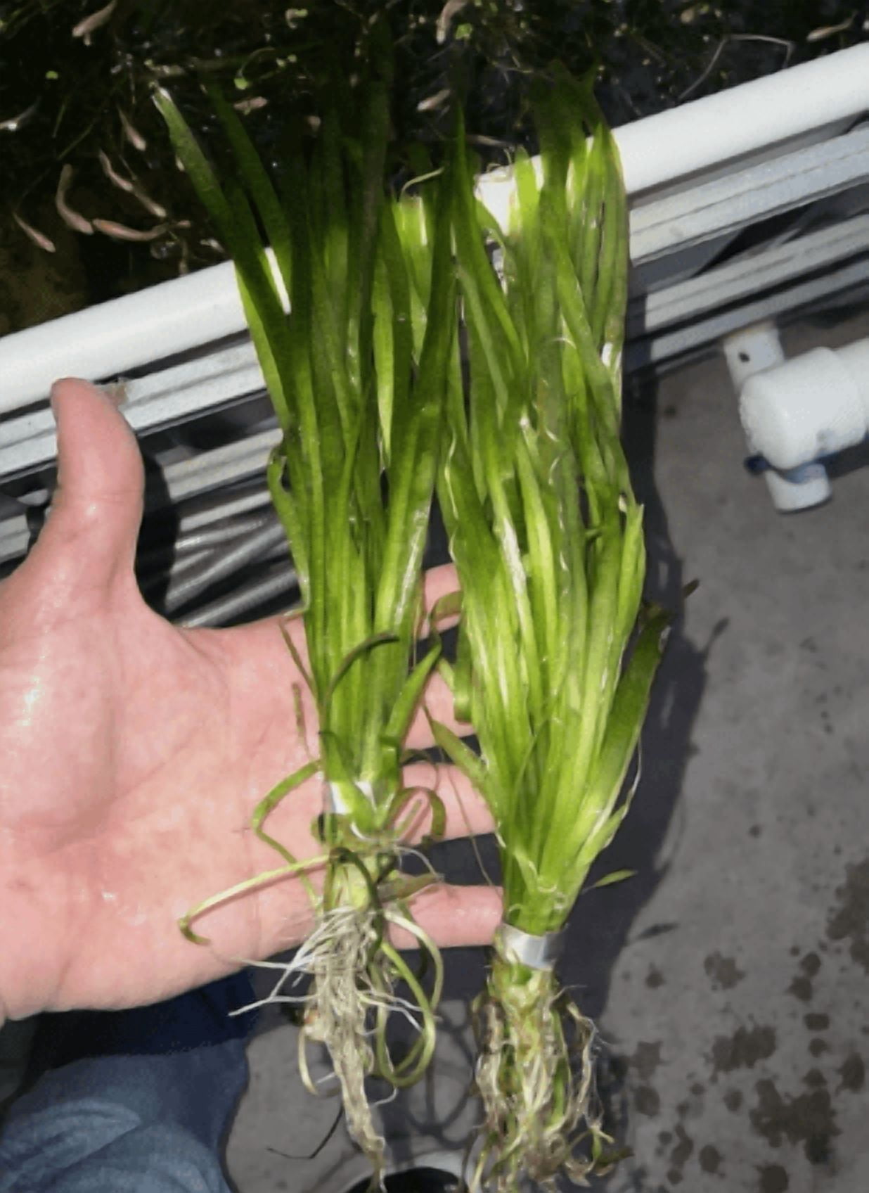 Vallisneria Live Aquarium Plant – Freshwater Aquatic Grass Plant for Fish Tanks & Aquascaping