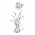 thumbnail image 2 of Harper, Ethan 15x18 White Modern Wood Framed Museum Art Print Titled - Botanical Sketch II, 2 of 4