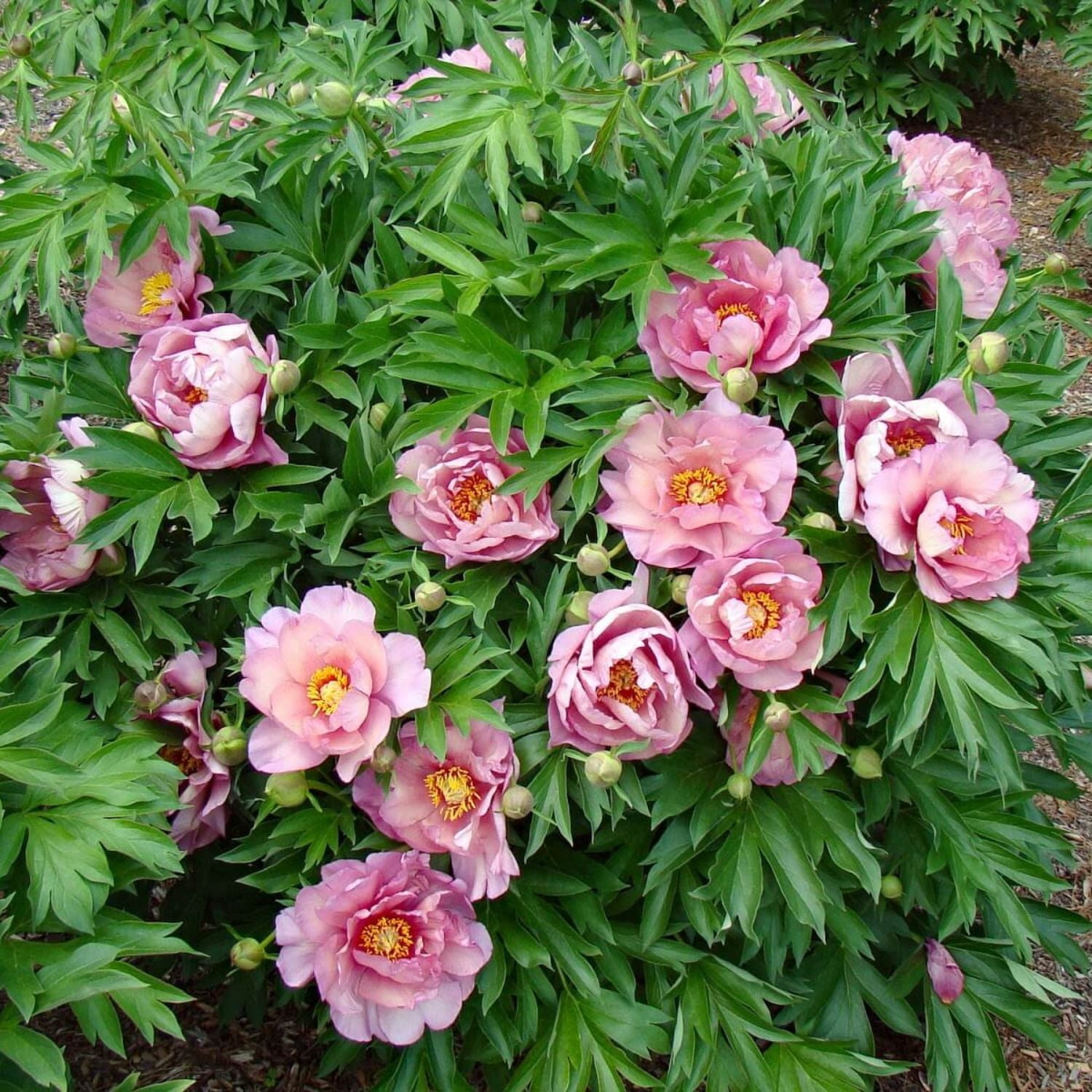 Expert Gardener 12-18" Peony Double Bubble Pink™ Live Tree in 2 gal. Grower Pot