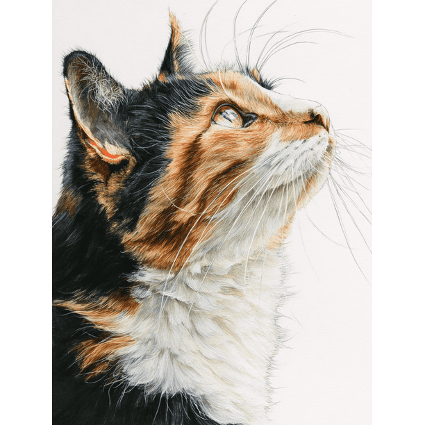 Qisvanset Norwegian Forest Cat Portrait Canvas Print 12x16 Inch Cafe Art