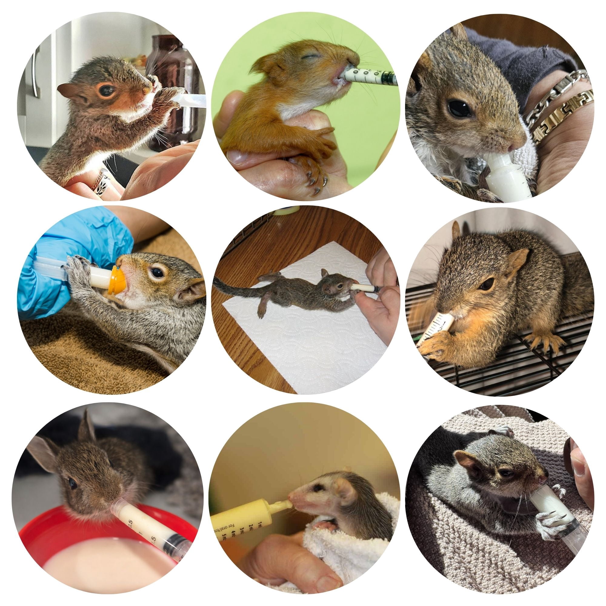 Exotic Nutrition Baby Squirrel Nursing Set (Expanded) - Milk Replacer, Feeding Syringes