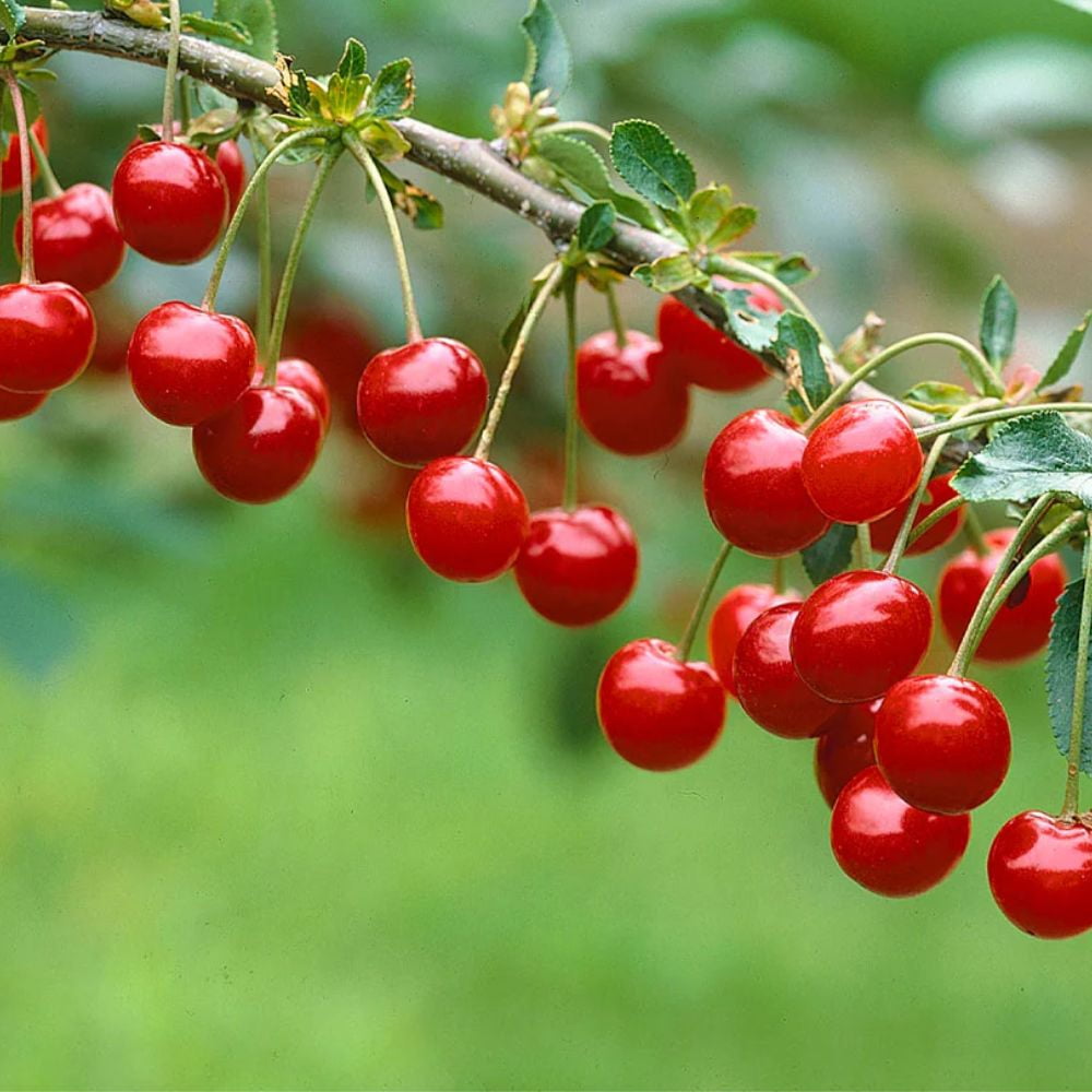 Expert Gardener 3-4 ft tall Montmorency Fruiting Cherry Live Tree in 7-Gallon Grower Pot