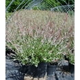 thumbnail image 4 of Japanese Willow - Salix 'Hakaro Nishiki' | 3 Gallon Size Container, 4 of 5