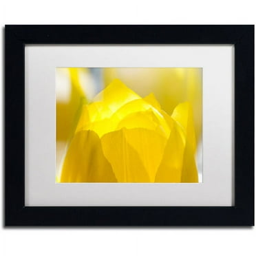 Trademark Fine Art "Yellow Tulip" Canvas Art by Kurt Shaffer White Matte, Black Frame