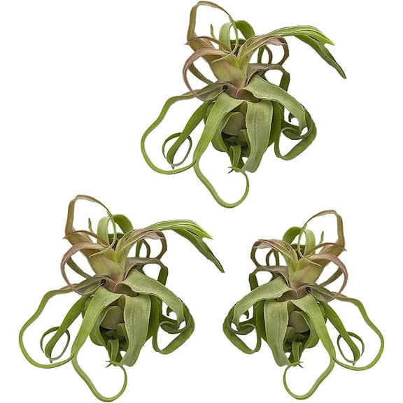 ragnaroc Live Air Plants - Tillandsia Streptophylla Large – 3 Count, 3-5 inches – Ideal for Gifts & Presents, Live Indoor Plants & Live House-Plants – Live Plants for Home décor, 30 Day Guarantee
