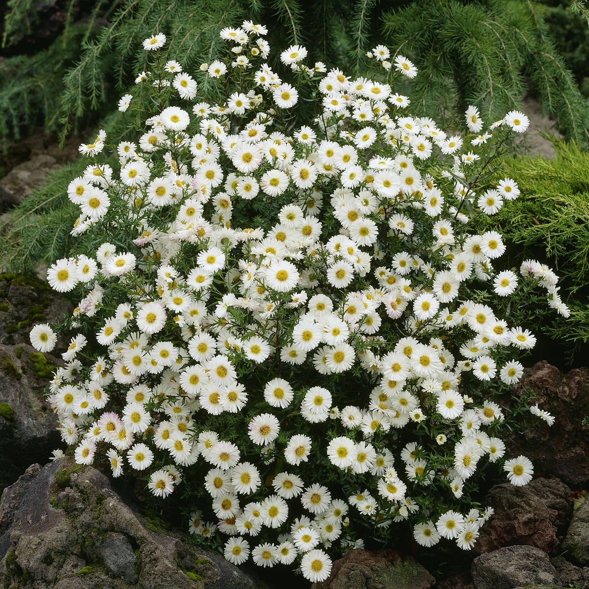 Van Zyverden Aster White Ladies Set of 5 Roots White Full Sun Perennial Pollinator 1 lb