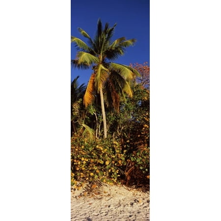 - Trees on the beach Cinnamon Bay Virgin Islands National Park St John US Virgin Islands Stretched Canvas - Panoramic Images (18 x 7)