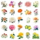 thumbnail image 5 of Pegatinas de vinilo impermeable con flores de crisantemo, 50 unidades, 5 of 5