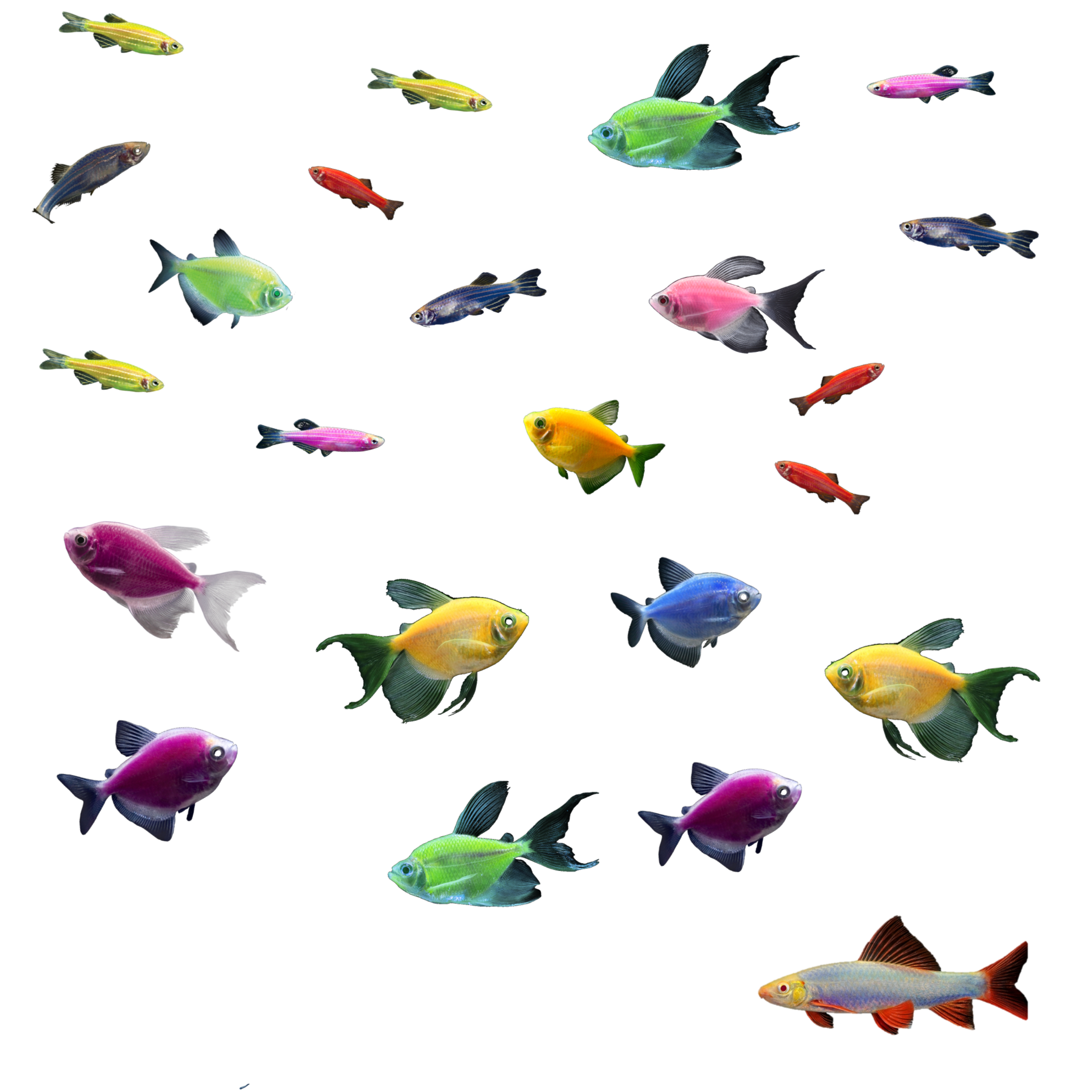 GloFish 55G Community Mixed Species 26ct Live Fish Assortment