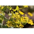 thumbnail image 5 of Seedville 100 Green Gold Bupleurum Flower Seeds, Yellowish Blooms with Blue-Green Leaves, 5 of 9