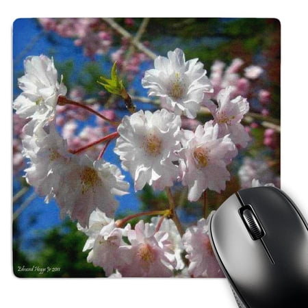 3dRose  Cherry Blossoms  MousePad price history on PriceWatchPro