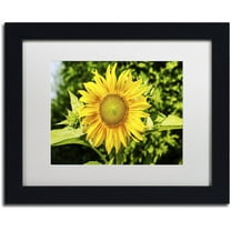 Trademark Fine Art "Just a Sunflower" Canvas Art by Kurt Shaffer, White Matte, Black Frame