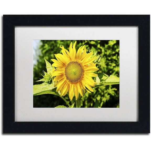 Trademark Fine Art "Just a Sunflower" Canvas Art by Kurt Shaffer, White Matte, Black Frame