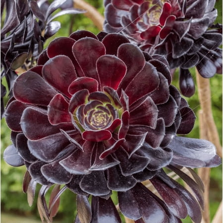 Aeonium Black Rose Plant Live for Planting - Black Tree Aeonium Plant - Houseleek Tree - 4 Inch Pot Multiple Head
