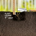 thumbnail image 6 of Garden State Bulb Heritage Raspberry Bare Root for Planting, Non-GMO (Bag of 1) Spring Planting, 6 of 9