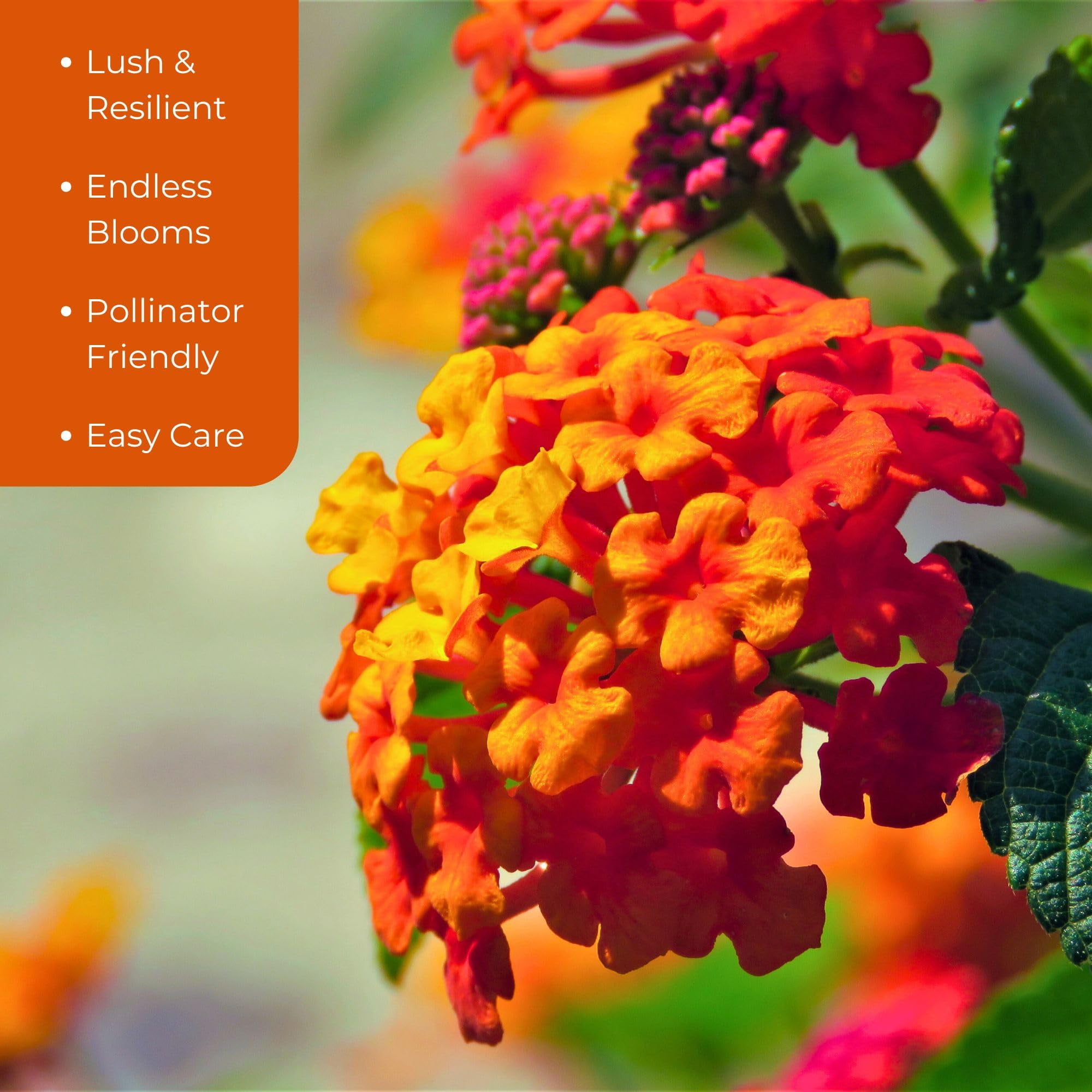 3 Radiation Lantana Bushes, Live Plants (Lantana Camara 'Radiation') – Vibrant Orange-Red Blooms, Thriving in 2.5" Nursery Cubes