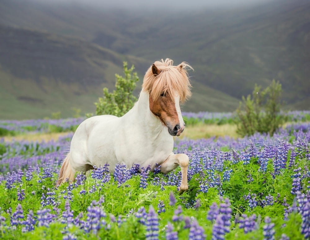 Icelandic Horse running in Lupine fields Iceland Poster Print (27 x 9