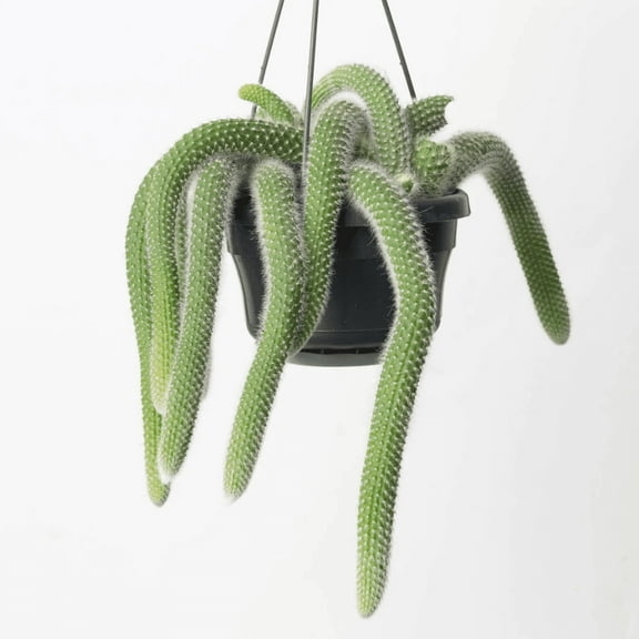 Trailing Monkey Tail Cactus Plant Live, in 2 Inch Pot, Live Succulents Plant for Planting Indoor Oudoor
