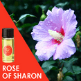 thumbnail image 6 of HalleluYAH Oil Frankincense and Myrrh Anointing Oil from Israel, Set of 3, 6 of 7