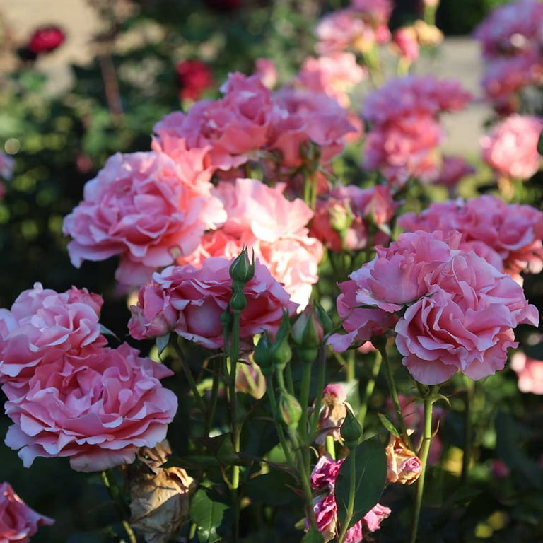 Plant Gift France Rose Tea, Fragrant Natural Pink India