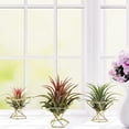 thumbnail image 2 of 6 soportes geométricos para plantas de aire, de metal, para decoración Himmeli, para tillandsia, 2 of 4