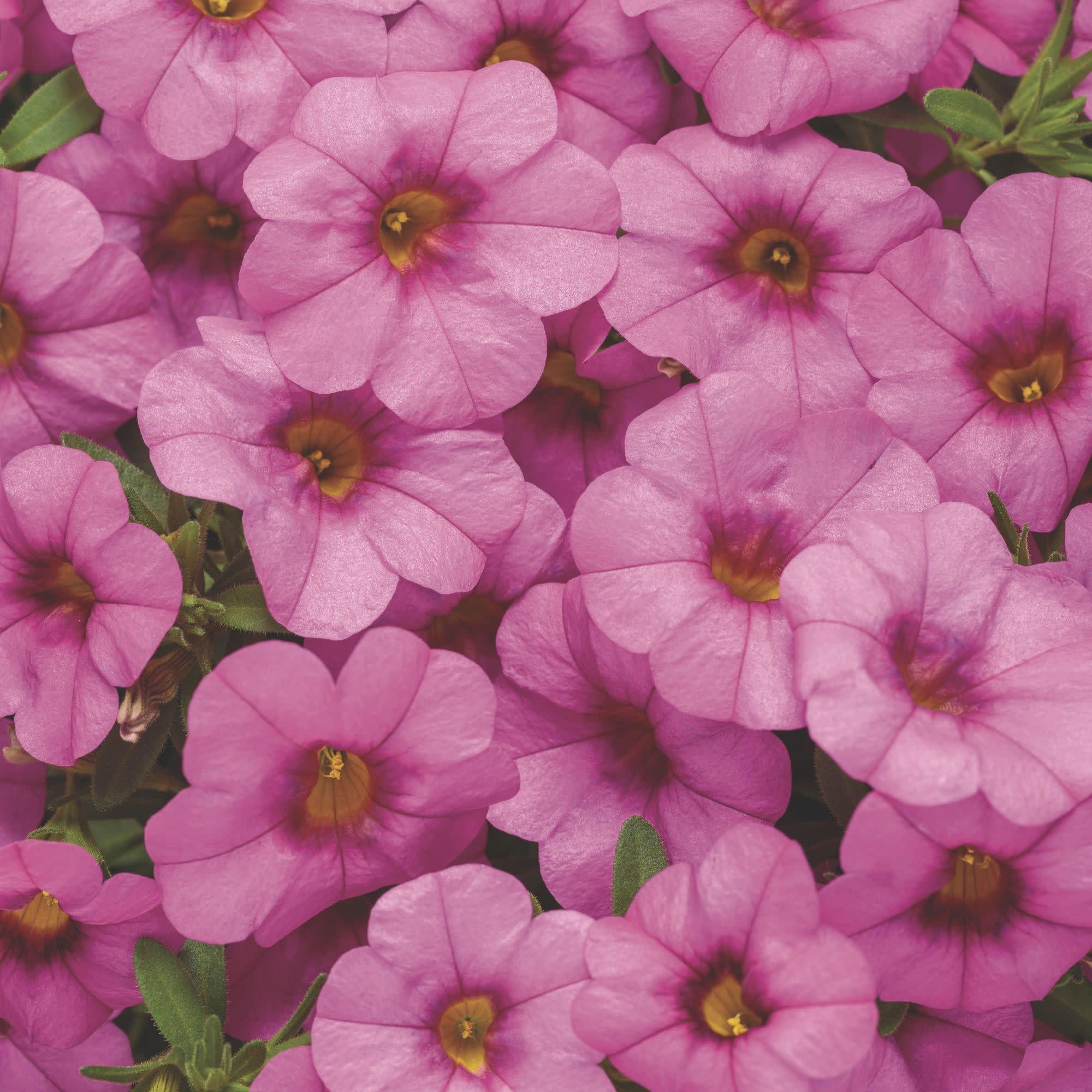 Proven Winners 4" Superbells Pink Calibrachoa Live Plant in 4.25" Pot (4 Count)