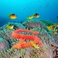 thumbnail image 3 of Dpityserensio Printed,Fish Tank Landscaping Decoration Printing Articulated, 3 of 5