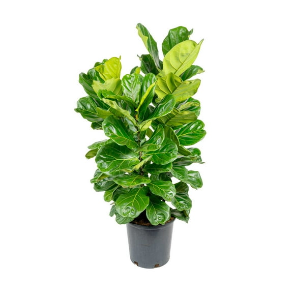 Costa Farms 48" Fiddle Leaf Fig House Plants in 10- inch Grower Pot