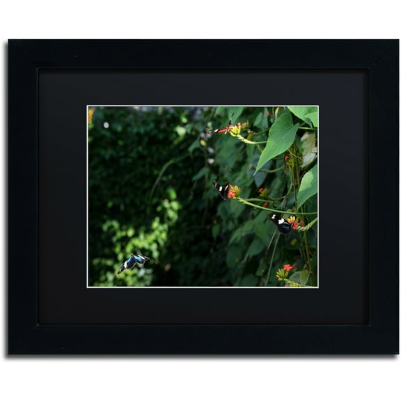 Trademark Fine Art "Butterflies" Canvas Art by Kurt Shaffer, Black Matte, Black Frame
