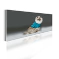 thumbnail image 1 of Animal Acrylic Glass Wall Art, Birman Cat Studio Shot with a Funny Sportive Pullover Grayscale Ombre, Panoramic Decor Living Room Bedroom & Dorms, 47" x 16", Charcoal Grey Blue Cocoa, by Ambesonne, 1 of 1