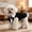 Black, variant on Velvet Dog Tuxedo with Detachable Bowtie, Formal Wear Suit for Small Dogs Wedding Prom Events,XS,Red