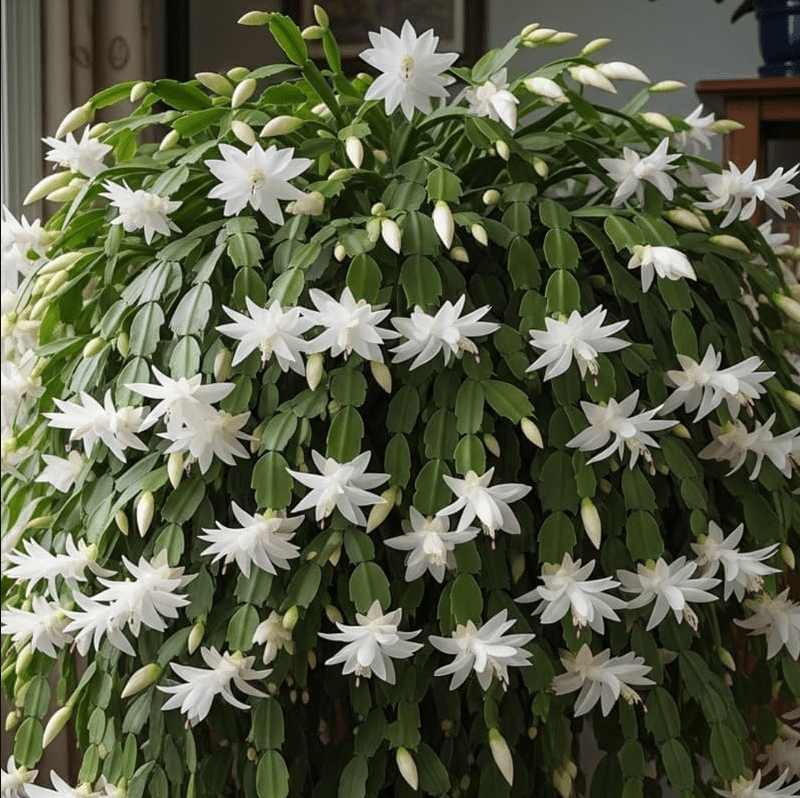 White Easter Cactus Plant Live for Planting, Easter Cactus Plant, White Spring Cactus Plant Perennial Flower Easter Cactus for Indoor Garden, 4 to 6 Inch Tall, No Pot