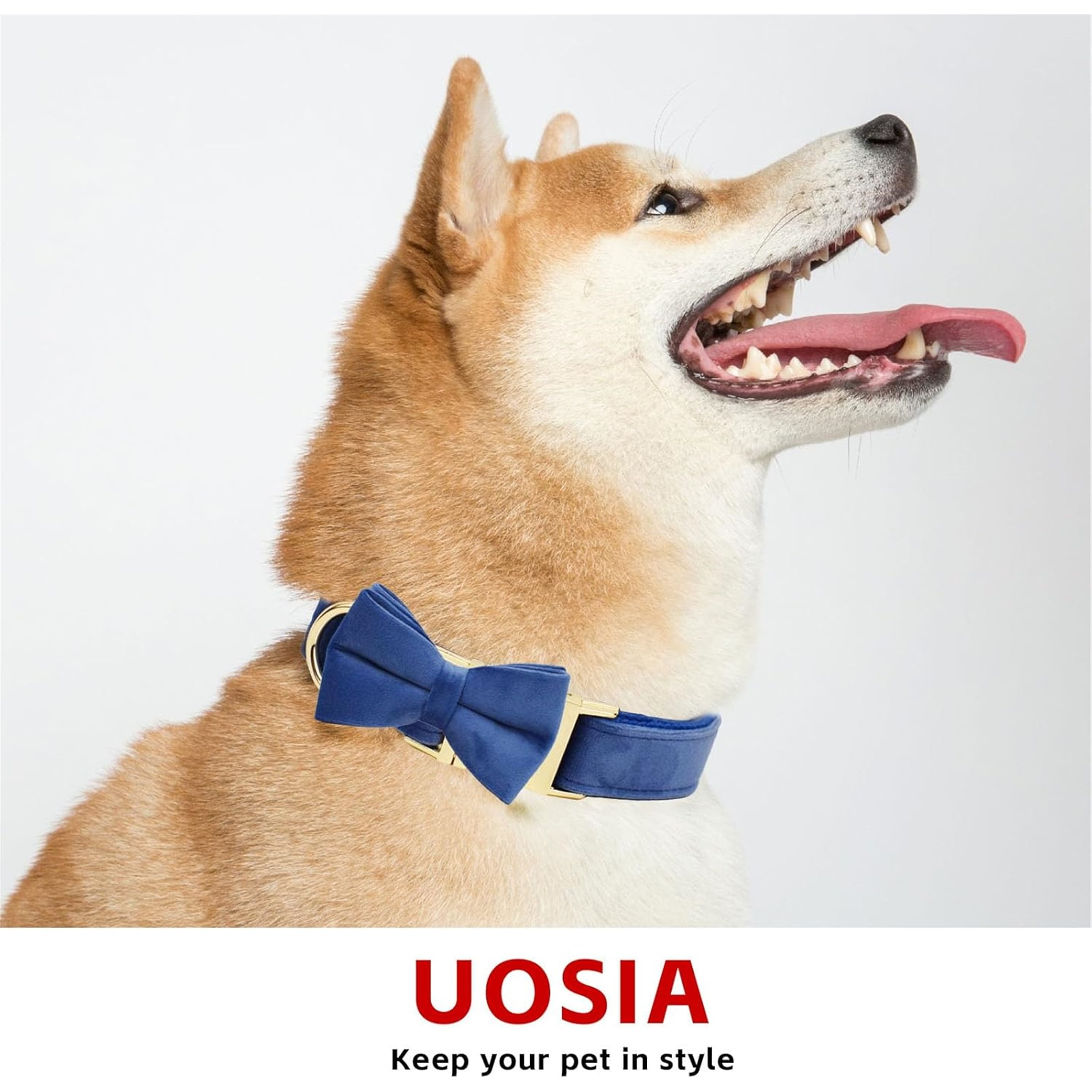 Collar & Leash Set with Metal Buckle No Pull Dog Harness,  Includes Flower，Bow & Poop Bag,Blue,S