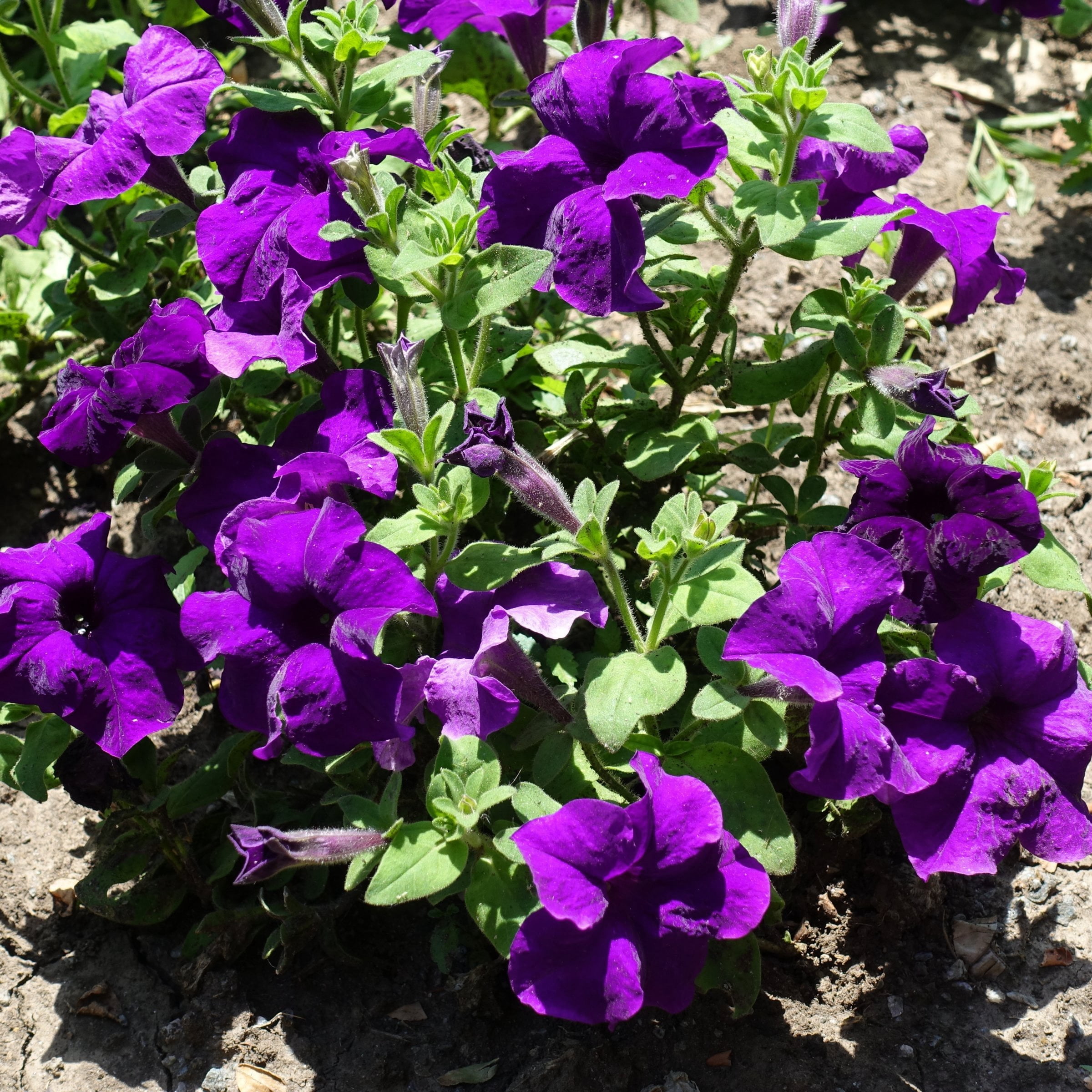 2.5 in. Petunia Easy Wave Navy Velour Petunia Live Annual Plant with Purple Flowers (6-Pack)