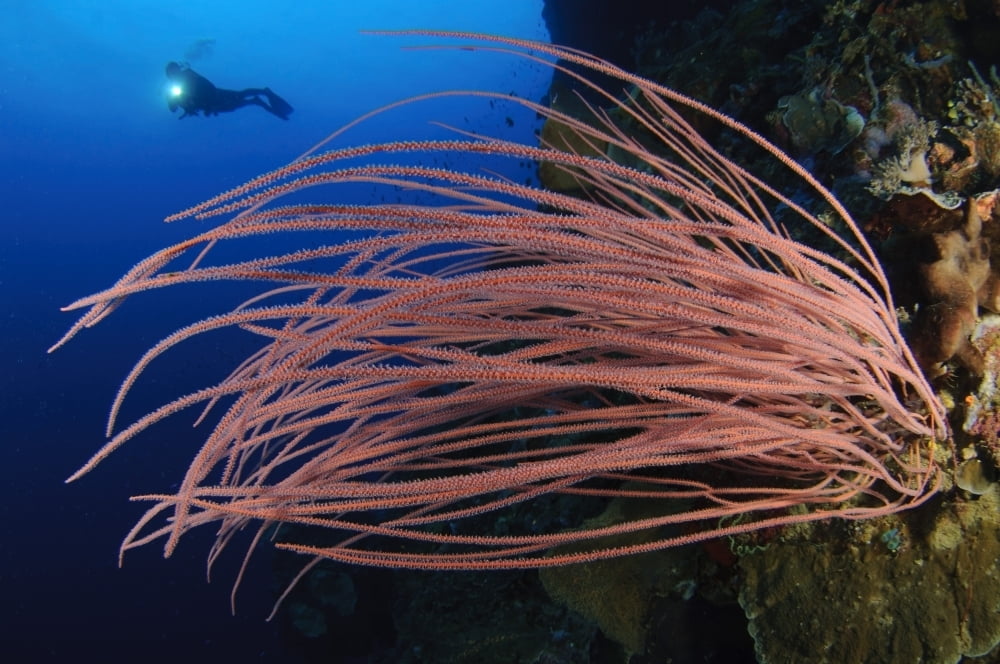 Grand sea whip with diver in background gorontalo indonesia poster