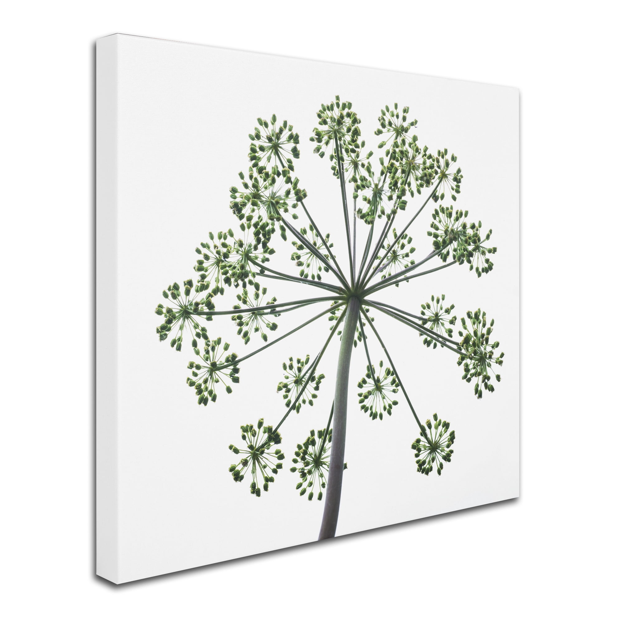 Trademark Fine Art "Nature's Amazing Wonder" Canvas Art by Kurt Shaffer