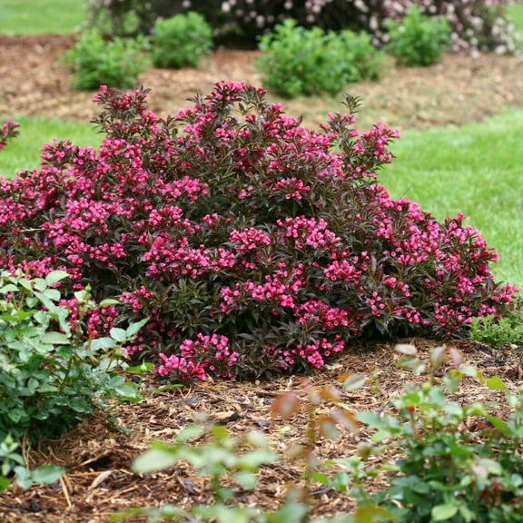 Brighter Blooms - Proven Winners® Spilled Wine® Weigela Shrub, 2 gal - No Shipping to AK, AZ, HI