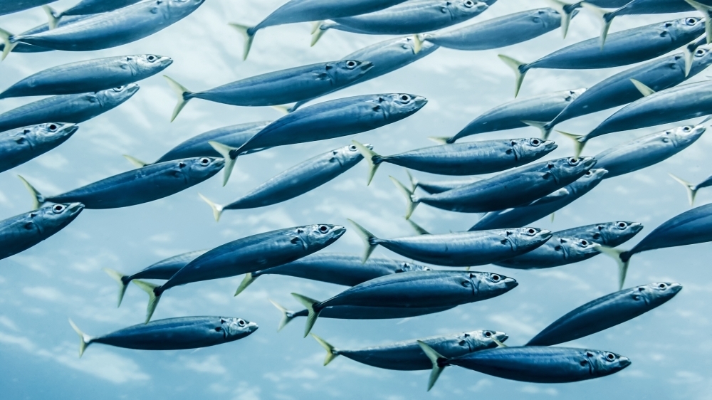 Mackerel Scad (Decapterus macarellus) schooled off the Kona coast; Kona Island of Hawaii Hawaii