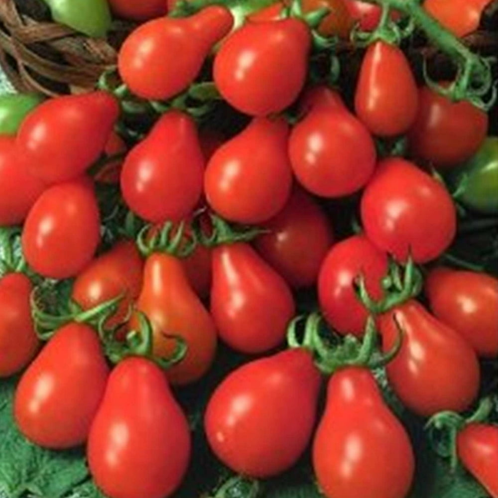 Tomato Garden Seeds Red Pear 1 Oz NonGMO, Heirloom, Vegetable