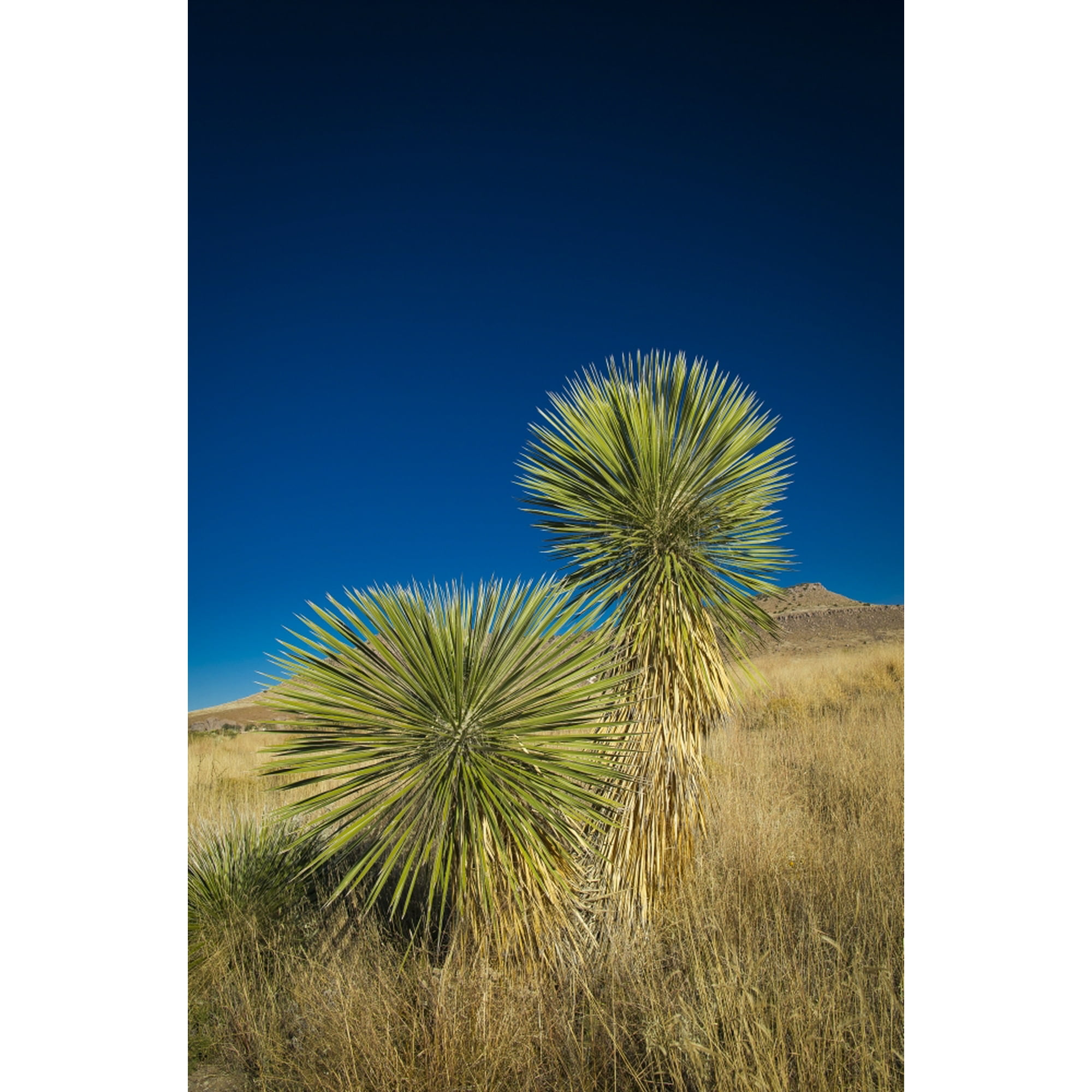 Soaptree yucca, Yucca elata, City of Rocks State Park, New Mexico