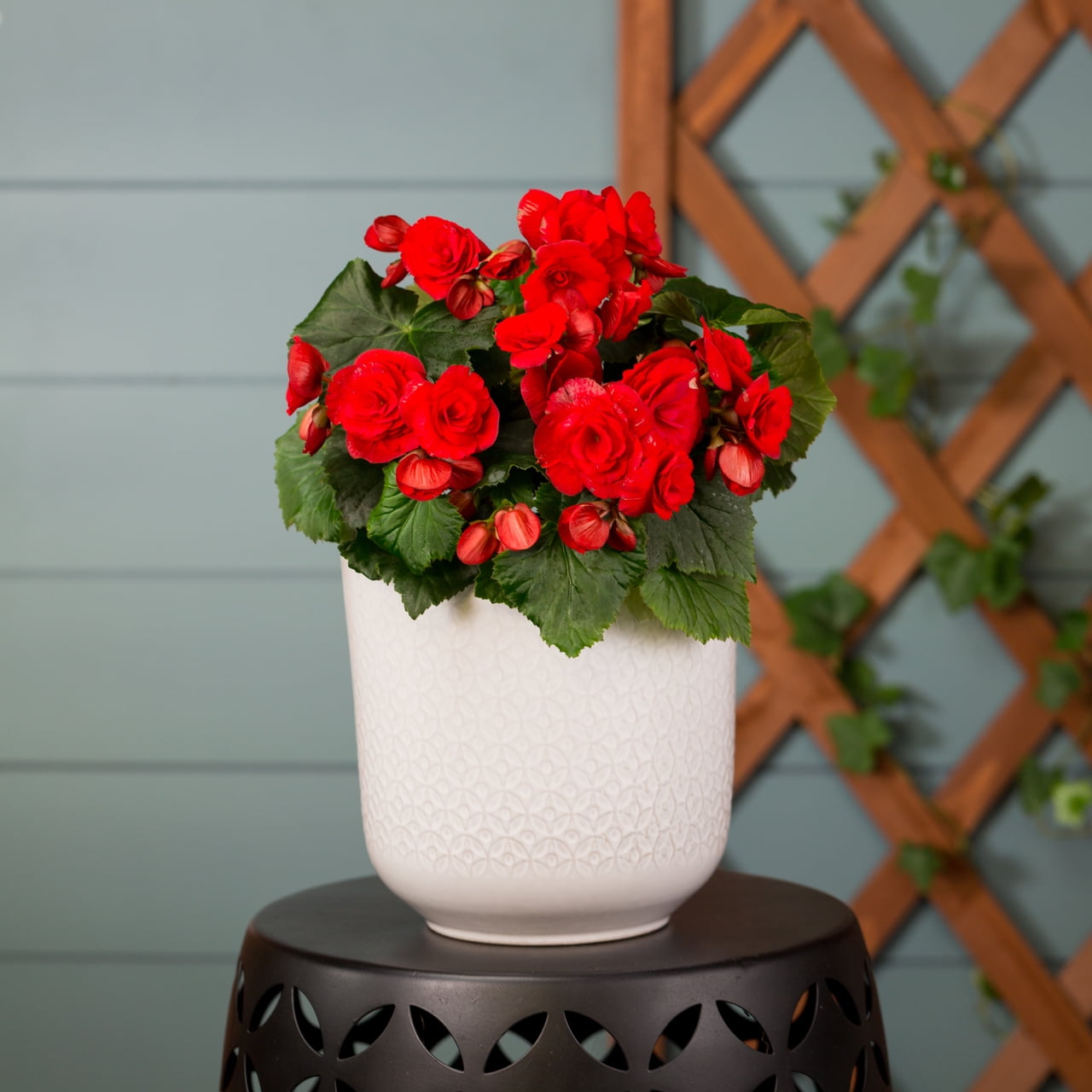 Better Homes & Gardens 1.5PT Red Begonia Live Annual Plant Shade 5-Pack