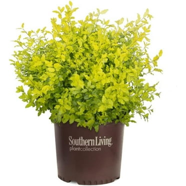 Sunshine Ligustrum - 3 gal - Southern Living - Evergreen Shrub – Bright Golden Yellow Foliage - Full Sun - Zones 6-10 - Ligustrum sinsense 'Sunshine' PP20379-3 Gallon Pot