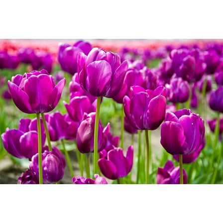 10 Purple Tulip Bulbs for Planting - Easy to Grow - Made in USA, Ships from Iowa