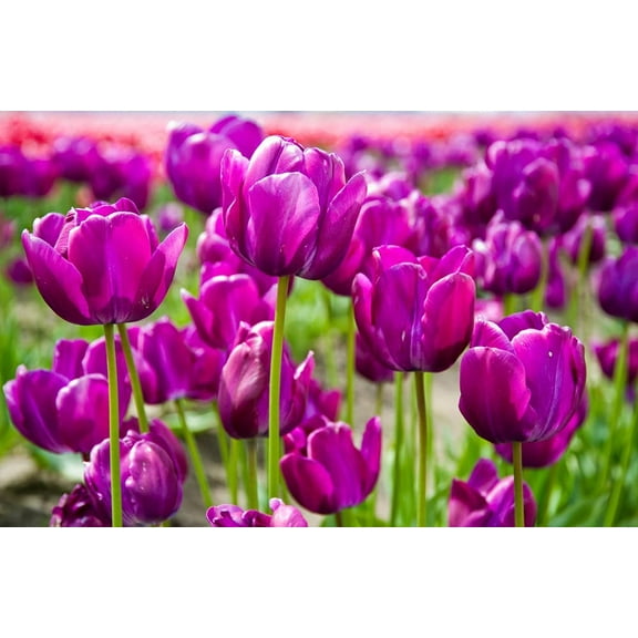 20 Fresh Purple Tulip Bulbs for Planting - Easy to Grow - Made in USA, Ships from Iowa