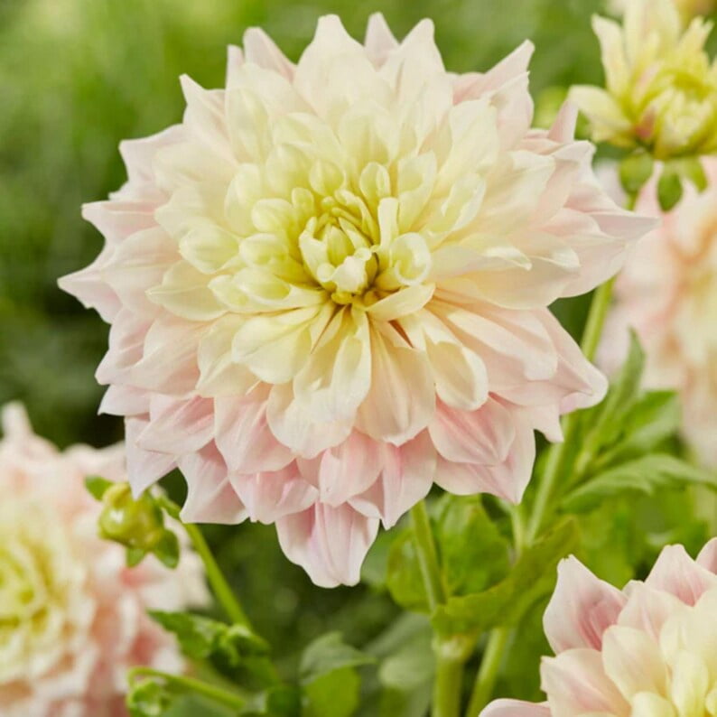 40 Seeds Dinnerplate Break Out Dahlia Seeds Pollinator Friendly Heirloom Flower Seeds Mix for Garden Blooms